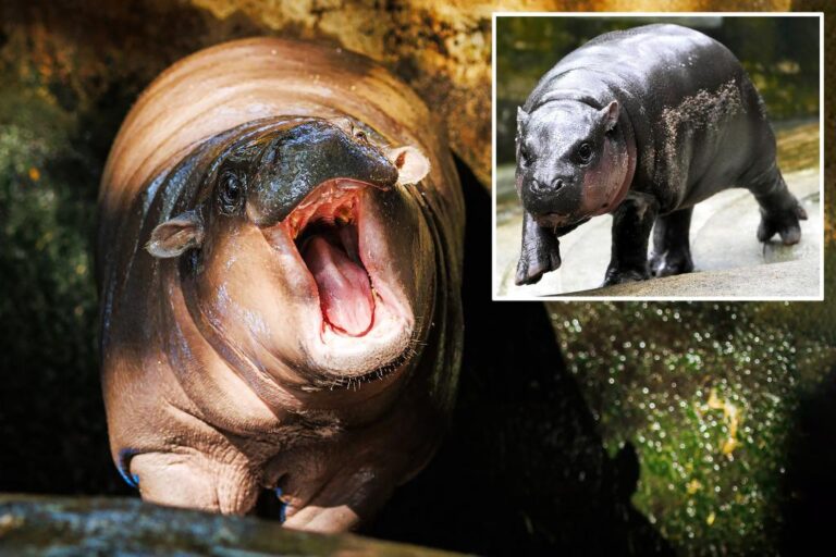 Thailand's viral hippo Moo Deng thrills fans with new theme song


