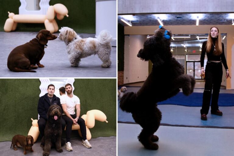 Exclusive | NYC's New Dog House Offers Pet-Friendly Wine, Psychiatrists, and Chiropractors: 'Soho House for Dogs'

