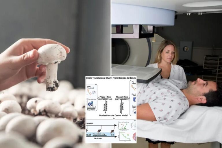 This type of mushroom can slow the growth of cancer tumors - and prolong your survival

