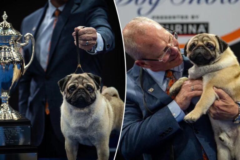 Exclusive | Pug named Vito makes history by winning best in show at National Dog Show 2024: 'Everyone loves him'


